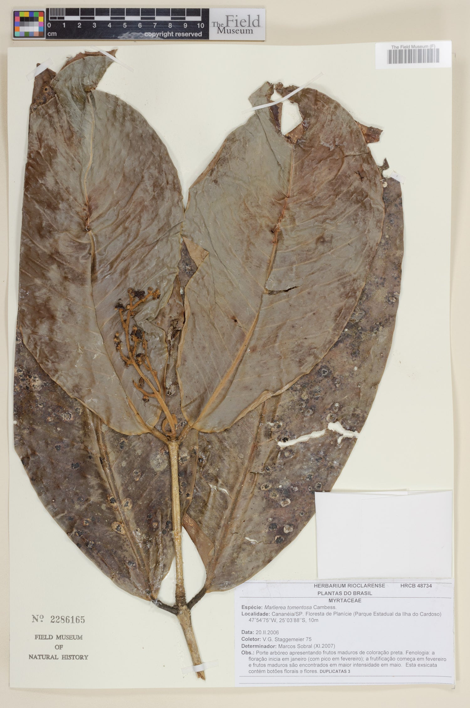 Marlierea tomentosa