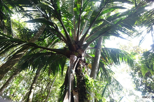 Marojejya insignis