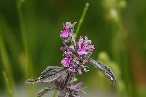 Marrubium astracanicum — photo