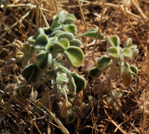 Marrubium globosum
