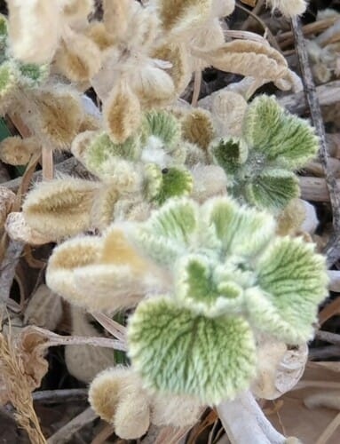 Marrubium globosum — photo
