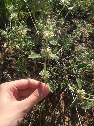 Marrubium parviflorum