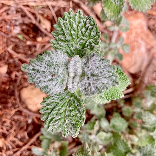 Marrubium vulgare (Horehound) — photo