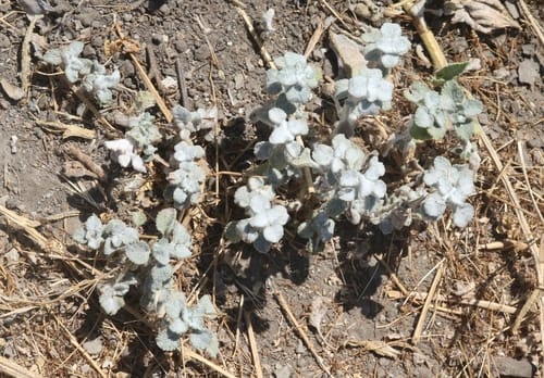Marrubium vulgare (Horehound) — photo