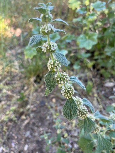 Marrubium vulgare
