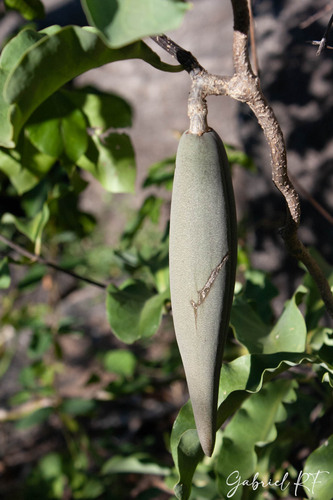 Marsdenia castillonii