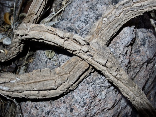Marsdenia edulis — photo