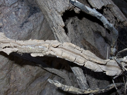Marsdenia edulis — photo