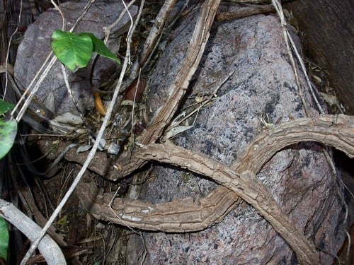 Marsdenia edulis