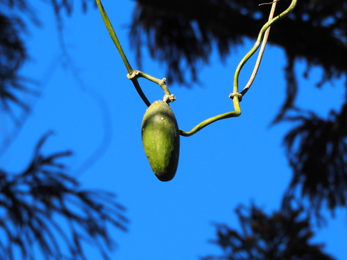 Marsdenia formosana