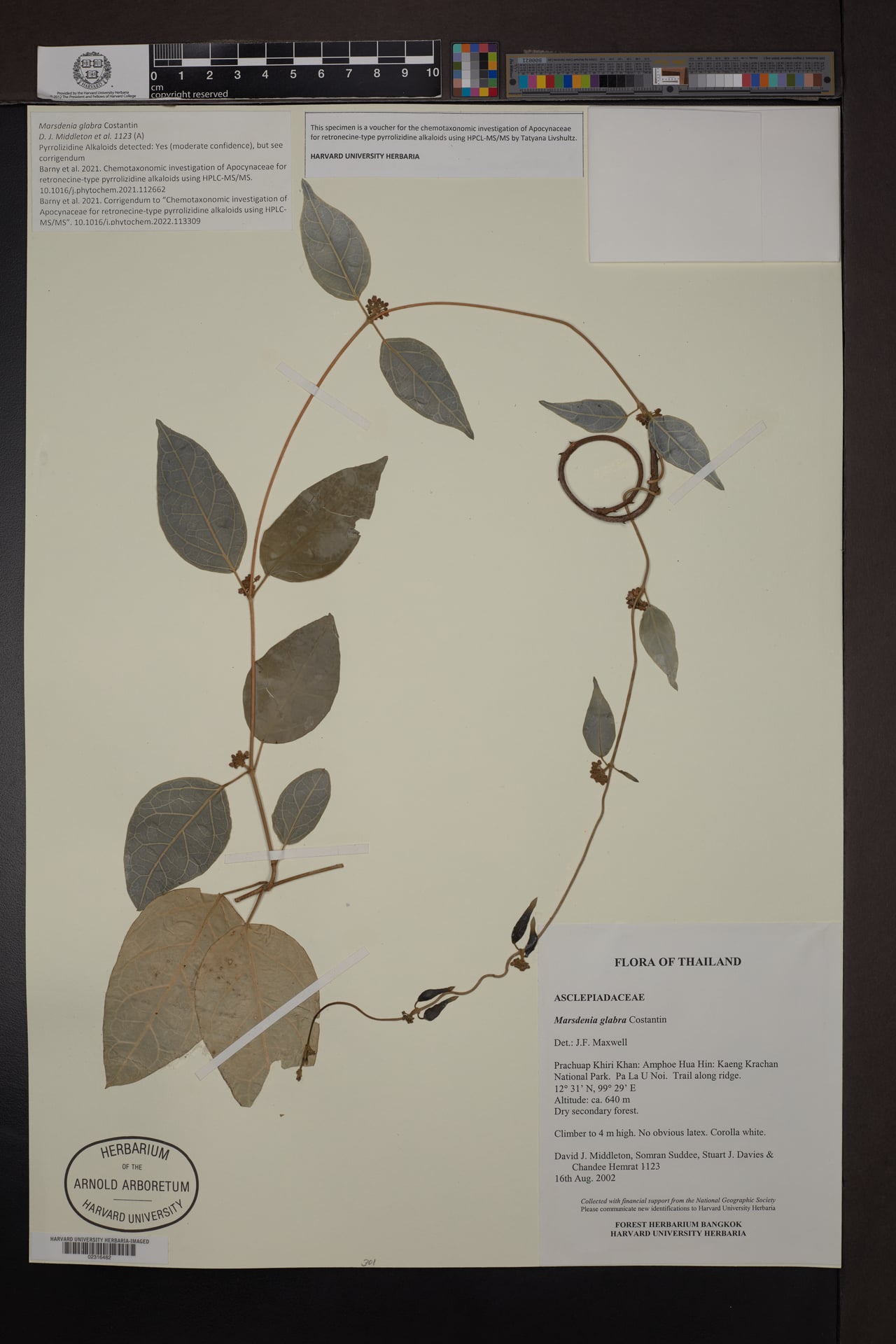 Marsdenia glabra