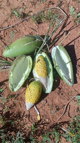 Marsdenia leichhardtiana