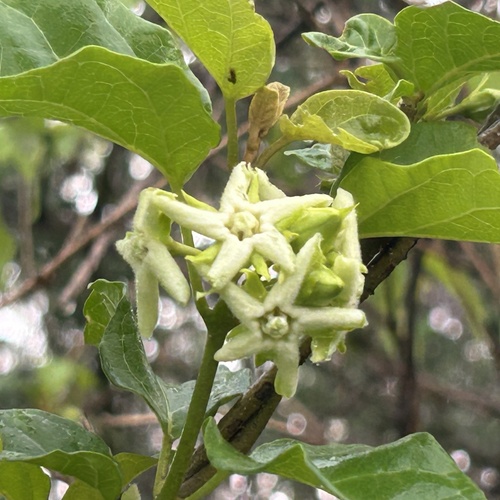 Marsdenia macrantha — photo