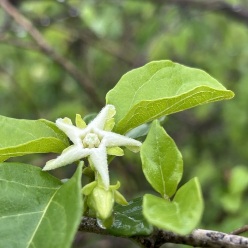 Marsdenia macrantha