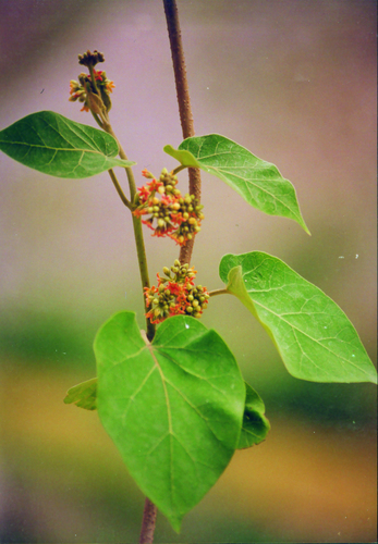Marsdenia roylei — photo