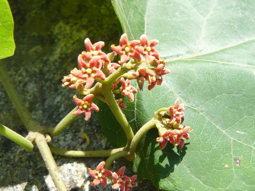 Marsdenia roylei