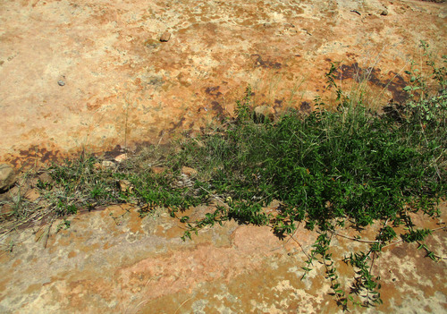 Marsdenia sylvestris