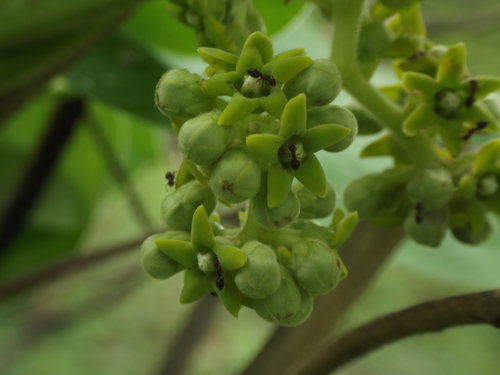 Marsdenia tenacissima (Rajmahal hemp) — photo