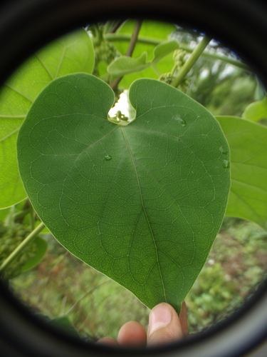 Marsdenia tenacissima (Rajmahal hemp) — photo