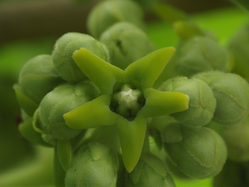 Marsdenia tenacissima