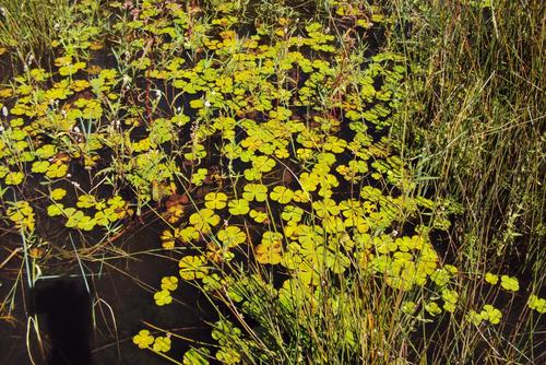 Marsilea macrocarpa — photo