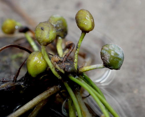 Marsilea macrocarpa — photo