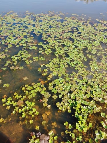 Marsilea minuta (Water clover) — photo