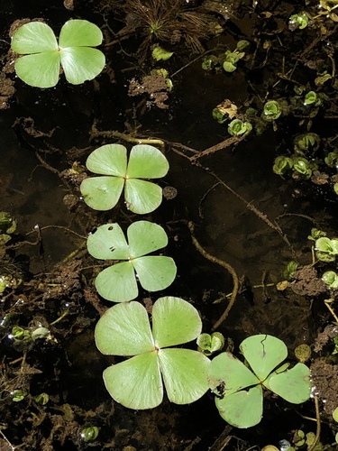 Marsilea minuta