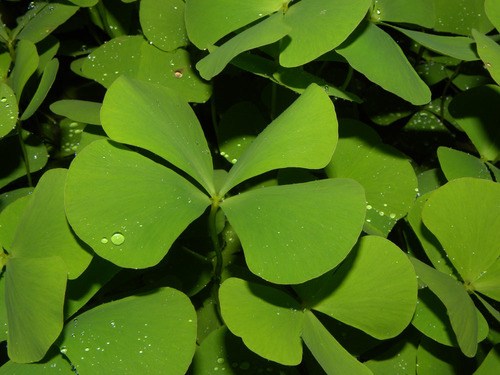 Marsilea polycarpa (Pepperwort) — photo