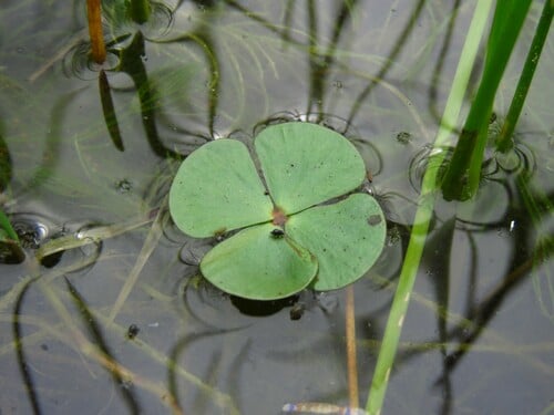 Marsilea vestita