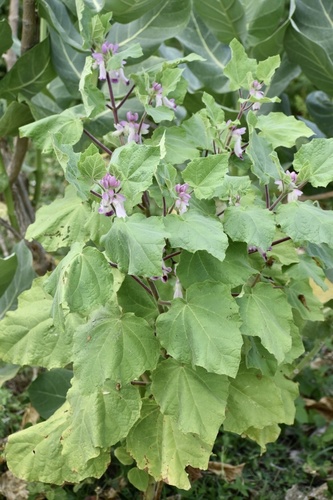 Martynia annua (Devil's claw) — photo