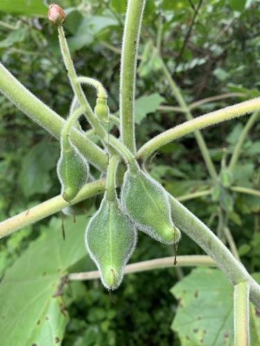 Martynia annua (Devil's claw) — photo