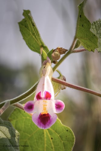Martynia annua