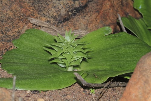 Massonia bifolia — photo