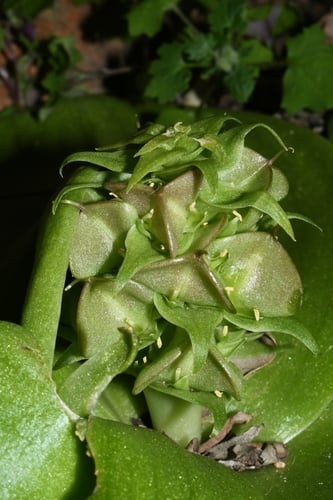 Massonia bifolia — photo