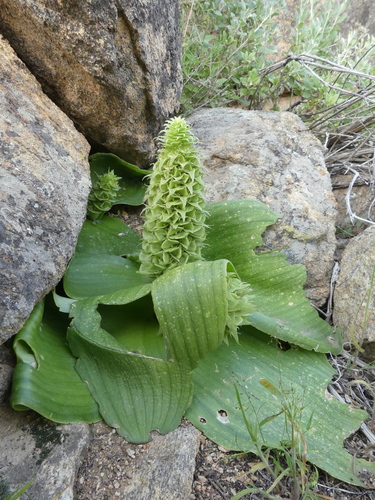 Hyacinthaceae