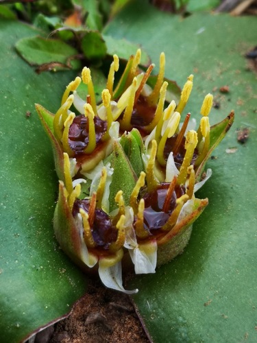 Massonia depressa — photo