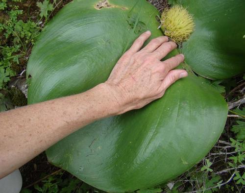 Massonia depressa — photo