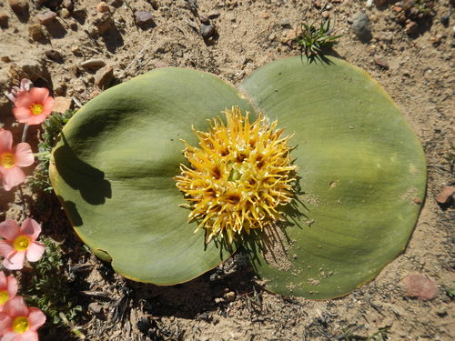 Massonia depressa