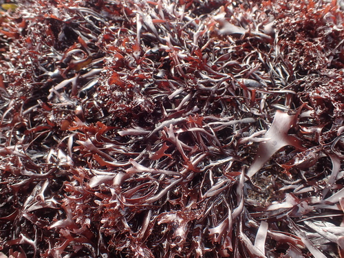 Mastocarpus stellatus — photo