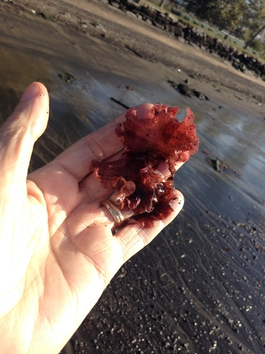 Mastocarpus stellatus — photo