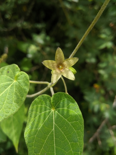 Matelea crenata — photo