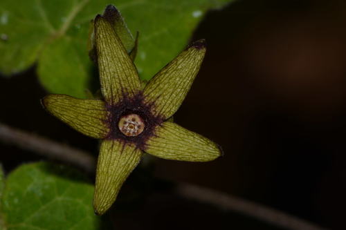 Matelea crenata