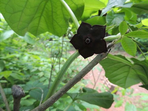 Matelea cyclophylla — photo