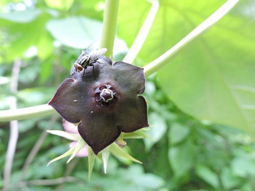 Matelea cyclophylla — photo