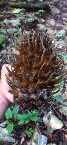 Matelea magnifolia — photo