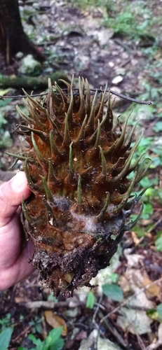 Matelea magnifolia