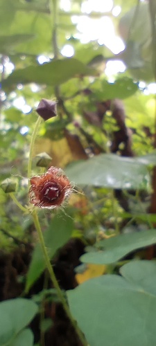 Matelea nigrescens