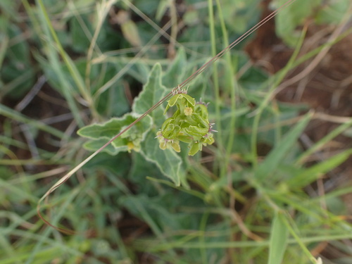 Matelea parviflora (Smallflower milkvine) — photo