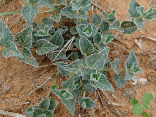 Matelea parviflora (Smallflower milkvine) — photo